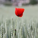 Coquelicot a Clarens - 015